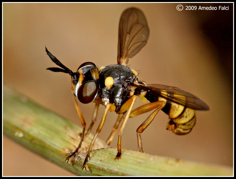 Leopoldius coronatus M (Conopidae)